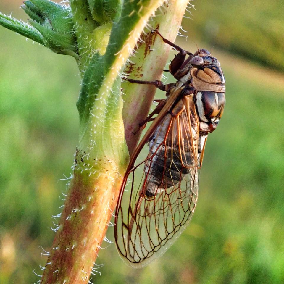 Photo of Locust